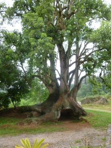 árvore linda no Caminhos de Pedra - Bento Gonçalves, RS